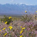 VQ Death Valley