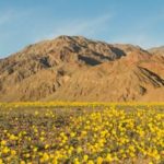 Death Valley Bloom (Top)