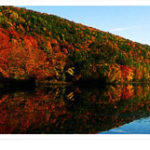 Reflective Fall Trees