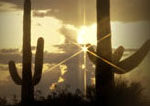 cactus-scene-header